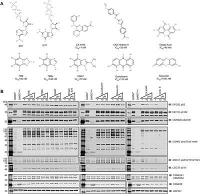 Chemical Genetic Validation of CSNK2 Substrates Using an Inhibitor-Resistant Mutant in Combination with Triple SILAC Quantitative Phosphoproteomics